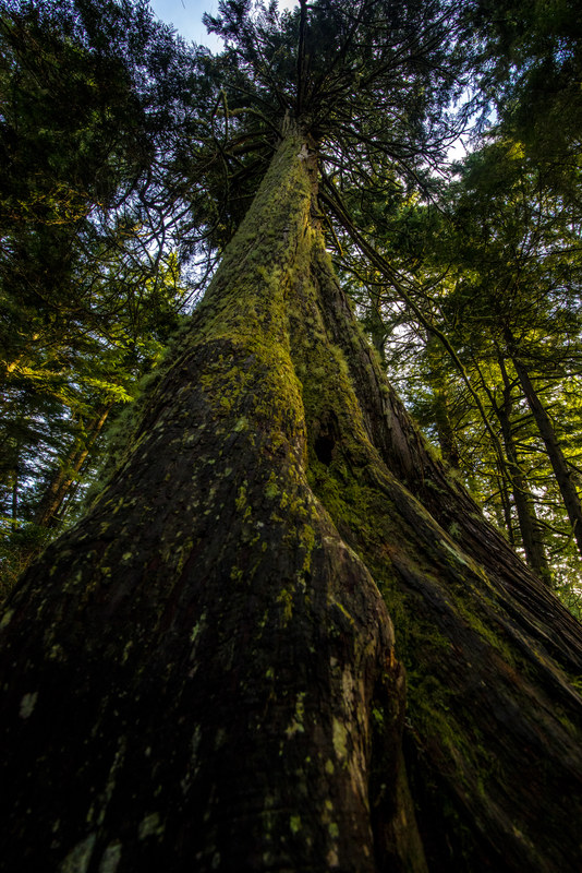 Dramatic upward-looking view of a massive old-growth tree trunk rising into the forest canopy at Cape Flattery